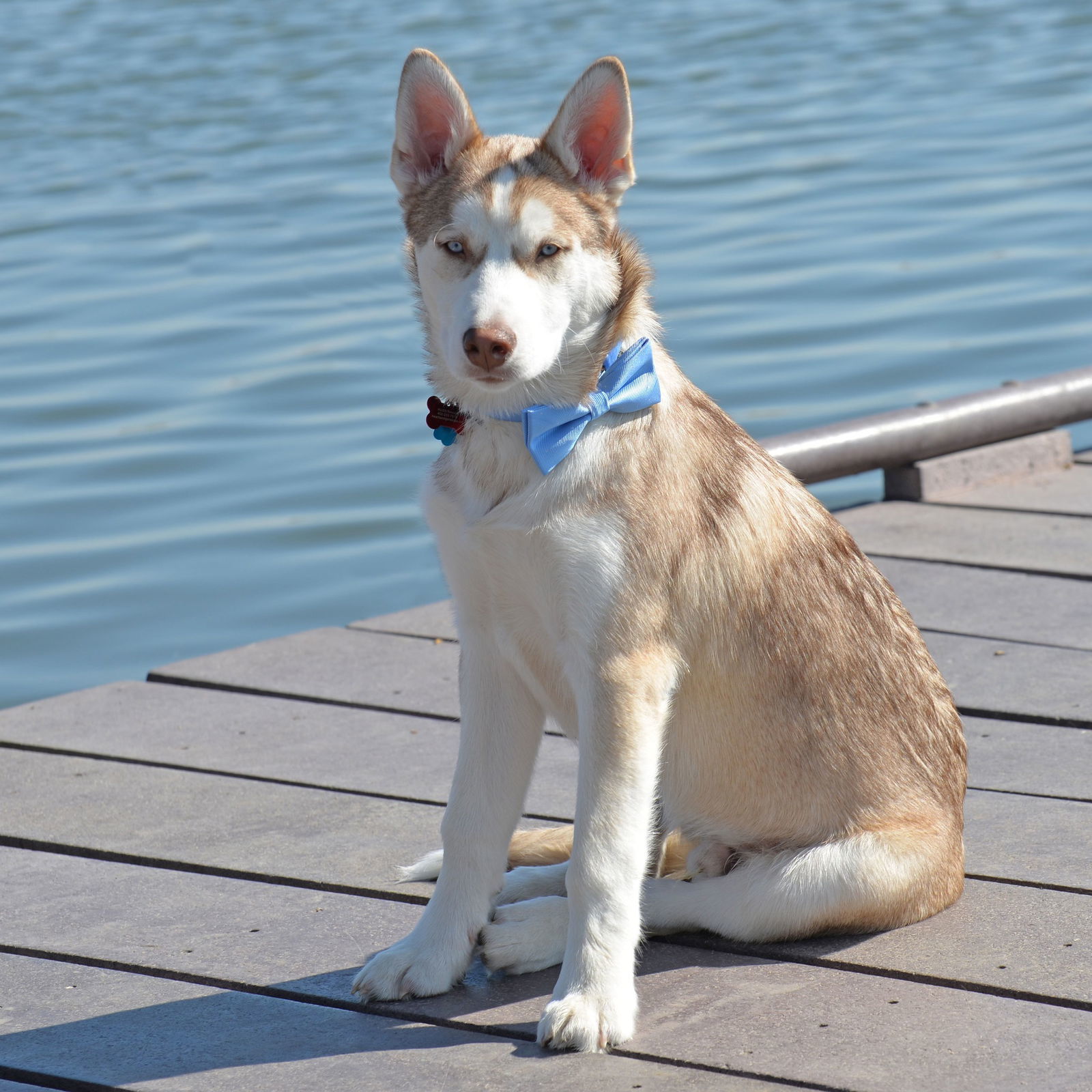 Tundra