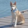 Tundra *PENDING* photo 3