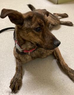 Richard, best co-polot & cuddler, an adoptable Labrador Retriever, Spaniel in Coventry, CT, 06238 | Photo Image 1