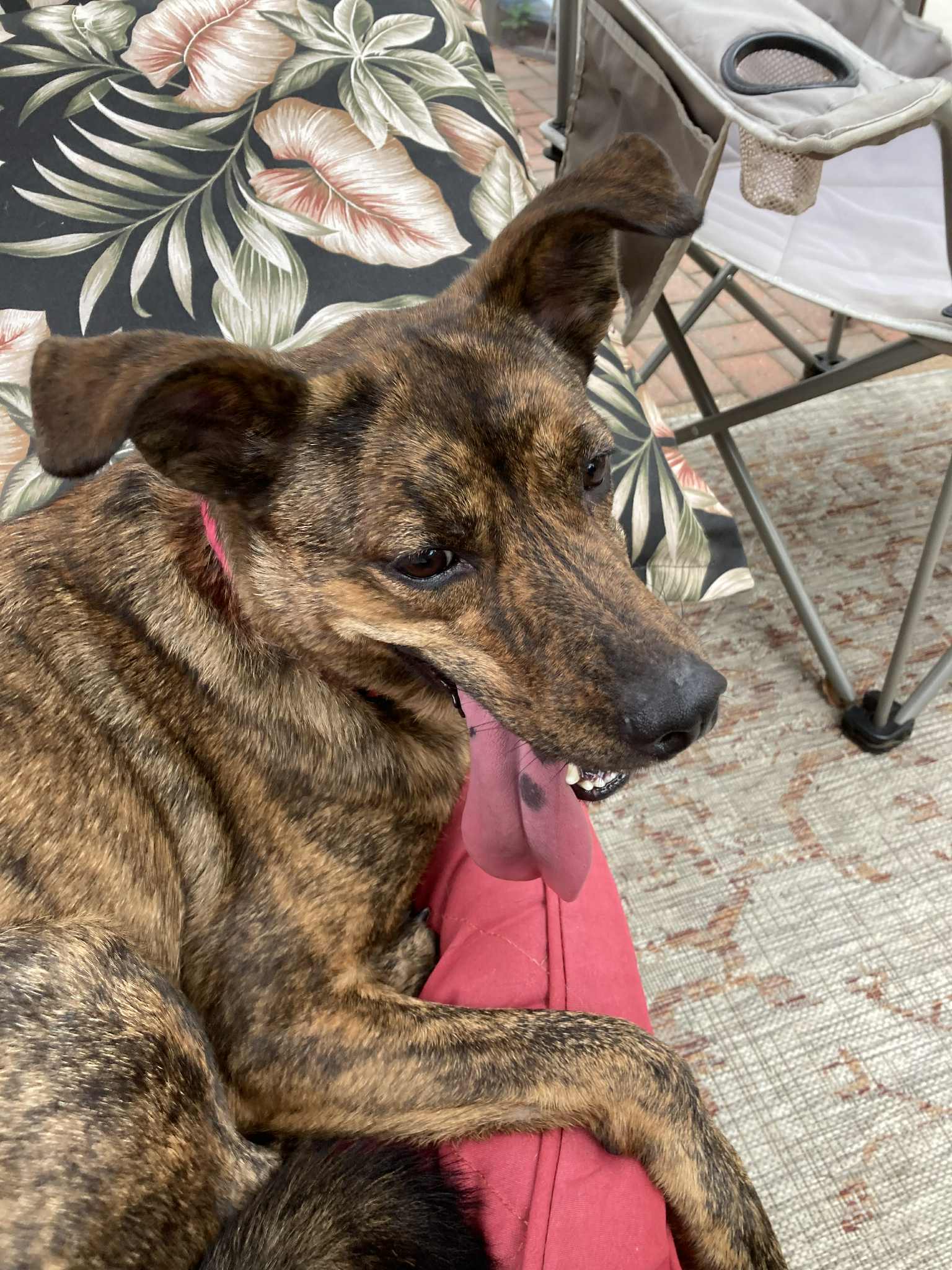 Richard, best co-polot & cuddler, an adoptable Labrador Retriever, Spaniel in Coventry, CT, 06238 | Photo Image 1