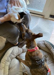 Richard, best co-polot & cuddler, an adoptable Labrador Retriever, Spaniel in Coventry, CT, 06238 | Photo Image 2