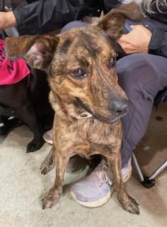Richard, best co-polot & cuddler, an adoptable Labrador Retriever, Spaniel in Coventry, CT, 06238 | Photo Image 3