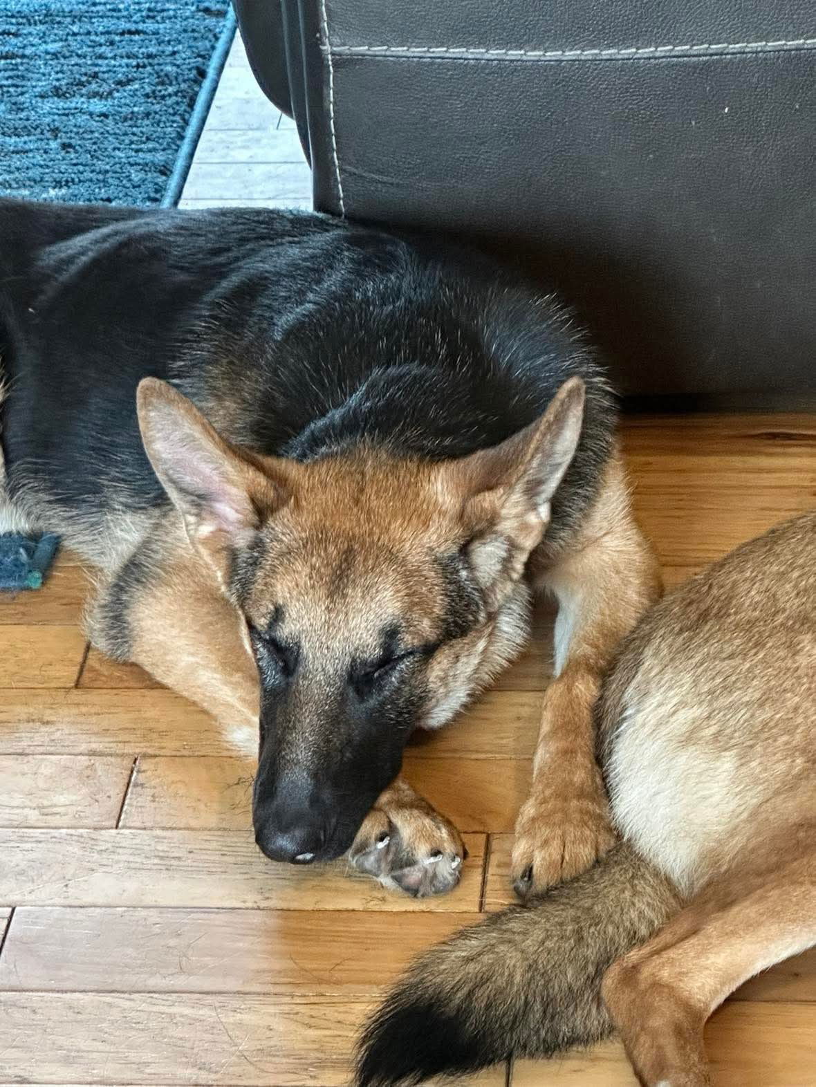 Maeve, an adoptable German Shepherd Dog in Hugo, MN, 55038 | Photo Image 1