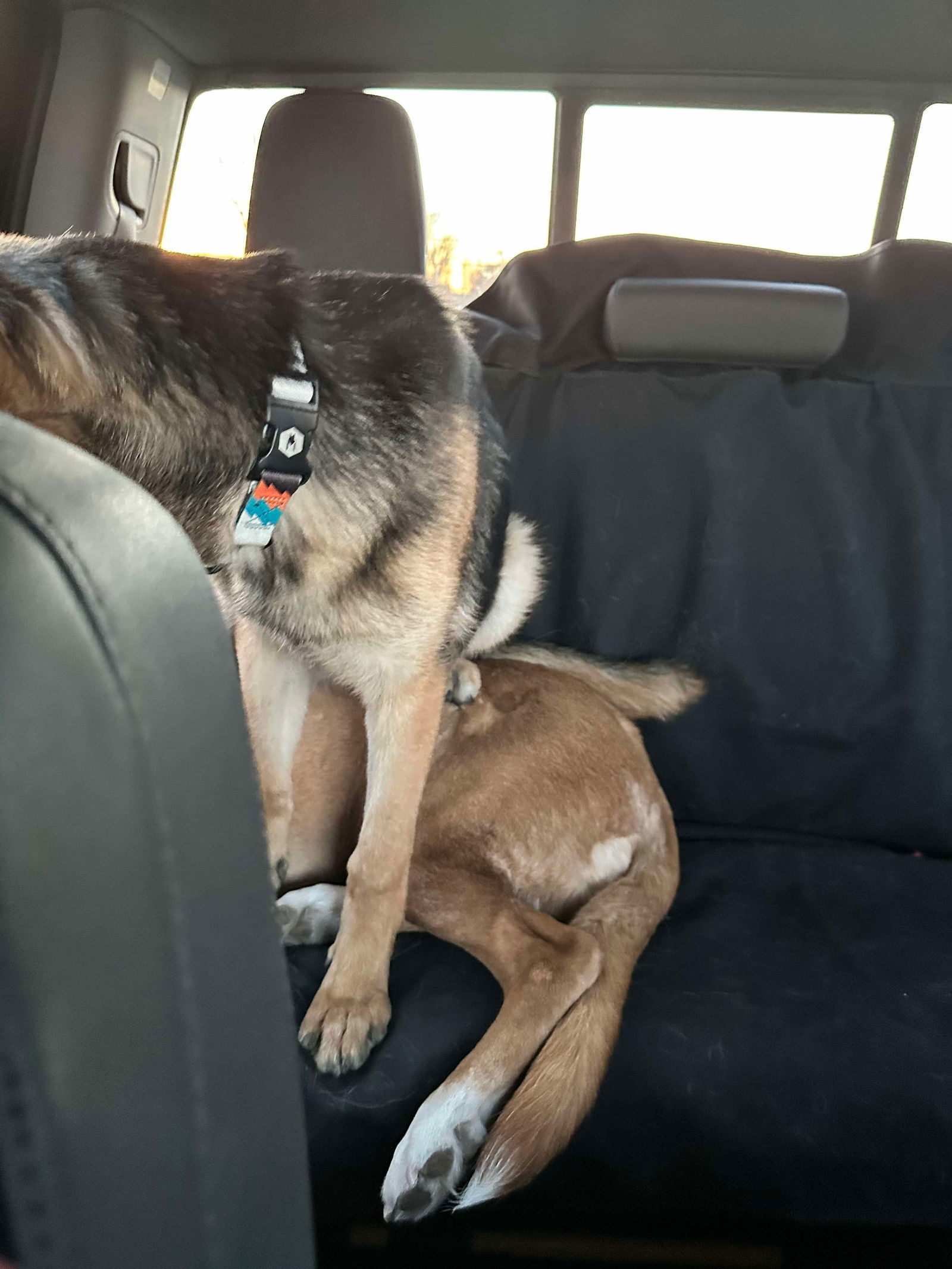 Maeve, an adoptable German Shepherd Dog in Hugo, MN, 55038 | Photo Image 2