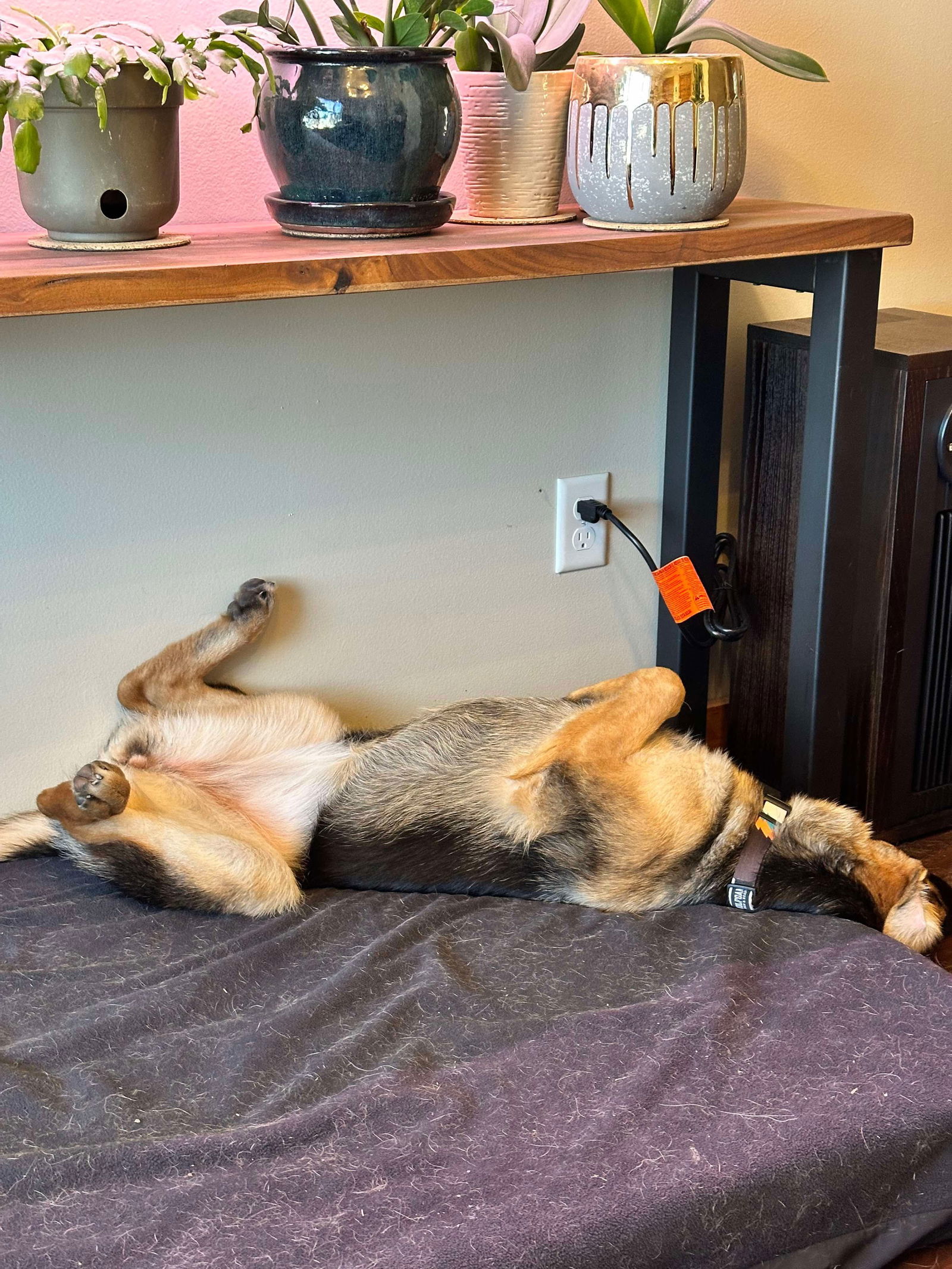 Maeve, an adoptable German Shepherd Dog in Hugo, MN, 55038 | Photo Image 3