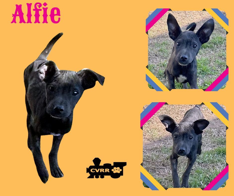 Alfie