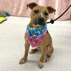 Opal is a friendly girl and she enjoys pets She would happily get in your lap if it is allowed