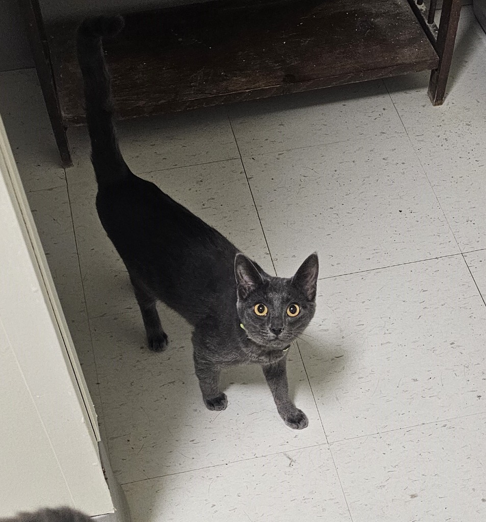 Indigo, an adoptable Domestic Short Hair in Midland, TX, 79705 | Photo Image 1