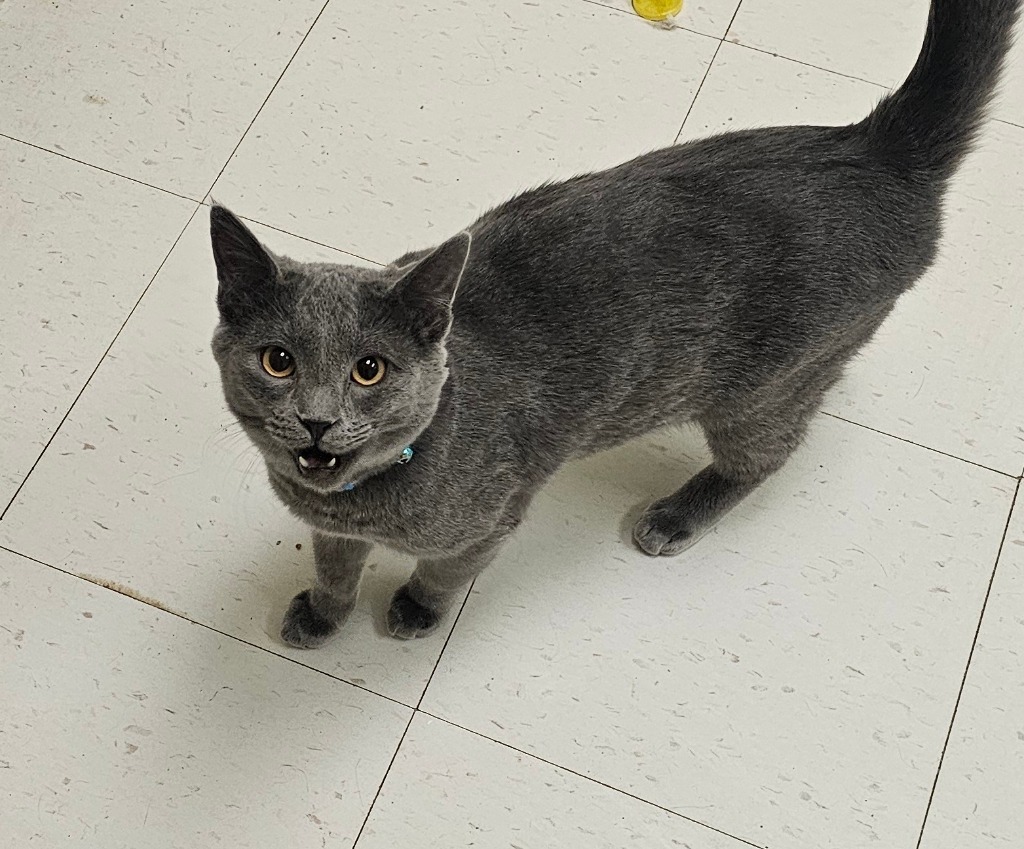 Cobalt, an adoptable Domestic Short Hair in Midland, TX, 79705 | Photo Image 1