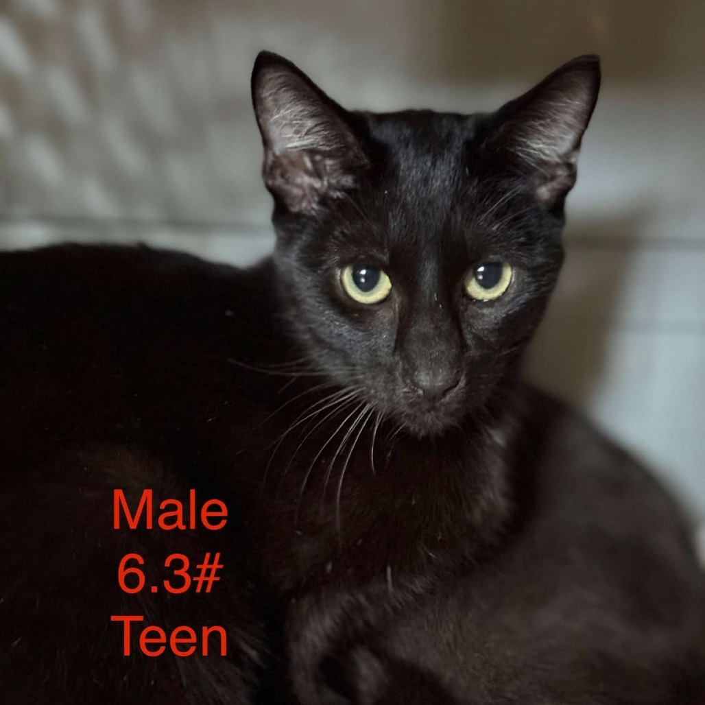 Lucas, an adoptable Domestic Short Hair in Spring Hill, KS, 66083 | Photo Image 1