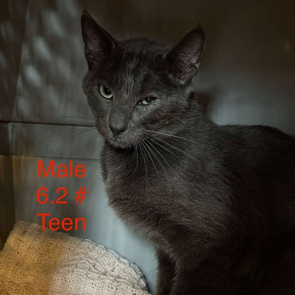 Asher, an adoptable Domestic Short Hair in Spring Hill, KS, 66083 | Photo Image 1