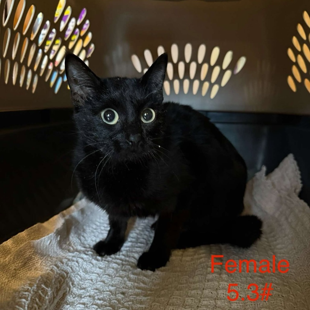 Dove, an adoptable Domestic Short Hair in Spring Hill, KS, 66083 | Photo Image 1