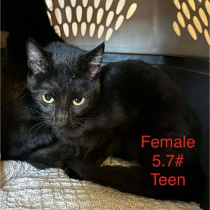 KitKat, Young Female unknown