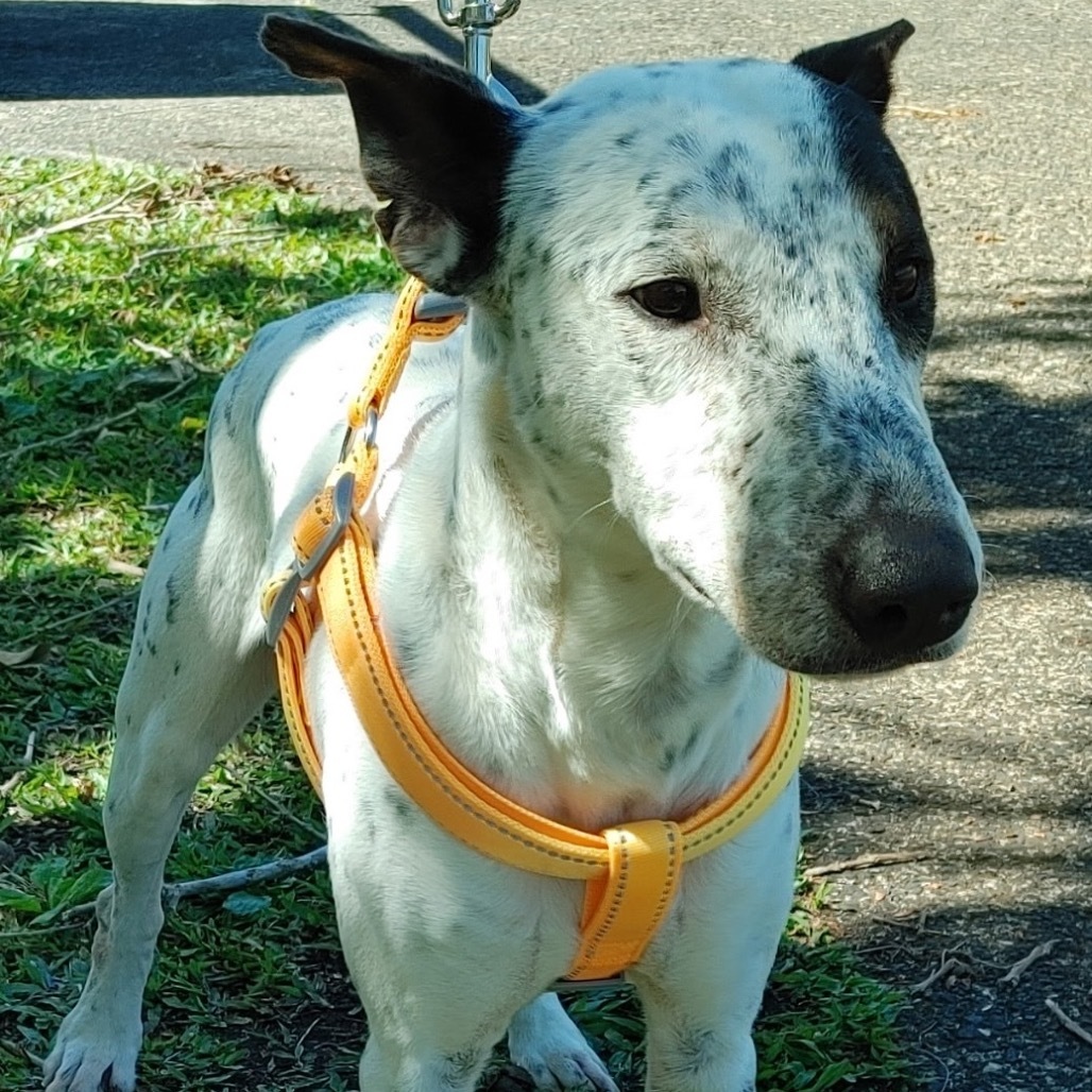 Peanut, an adoptable Catahoula Leopard Dog, Bull Terrier in Kilauea, HI, 96754 | Photo Image 2