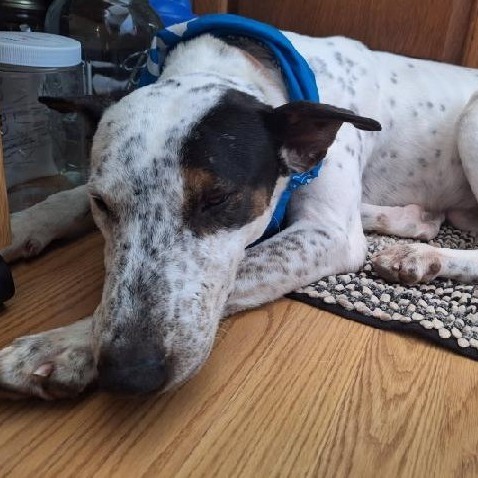 Peanut, an adoptable Catahoula Leopard Dog, Bull Terrier in Kilauea, HI, 96754 | Photo Image 3