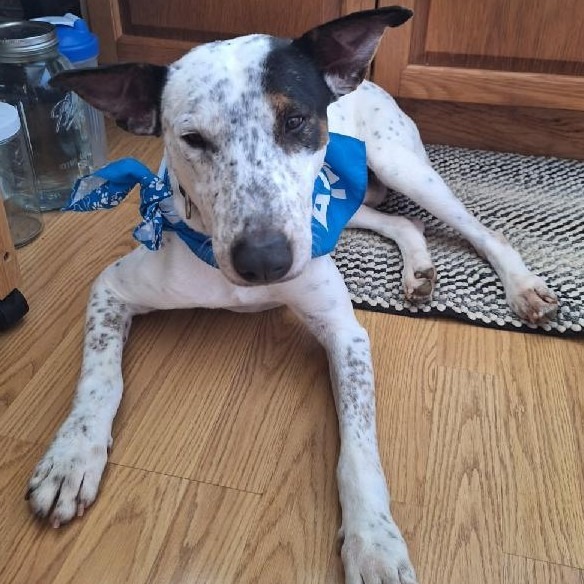 Peanut, an adoptable Catahoula Leopard Dog, Bull Terrier in Kilauea, HI, 96754 | Photo Image 4