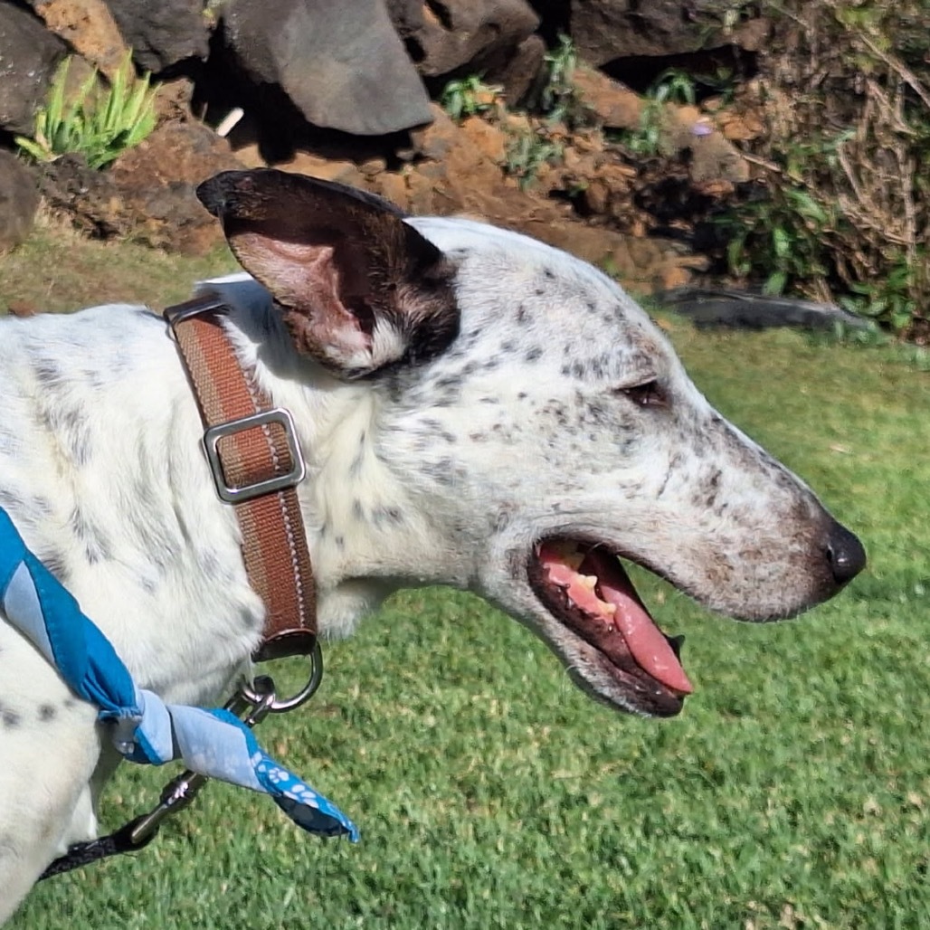 Peanut, an adoptable Catahoula Leopard Dog, Bull Terrier in Kilauea, HI, 96754 | Photo Image 5