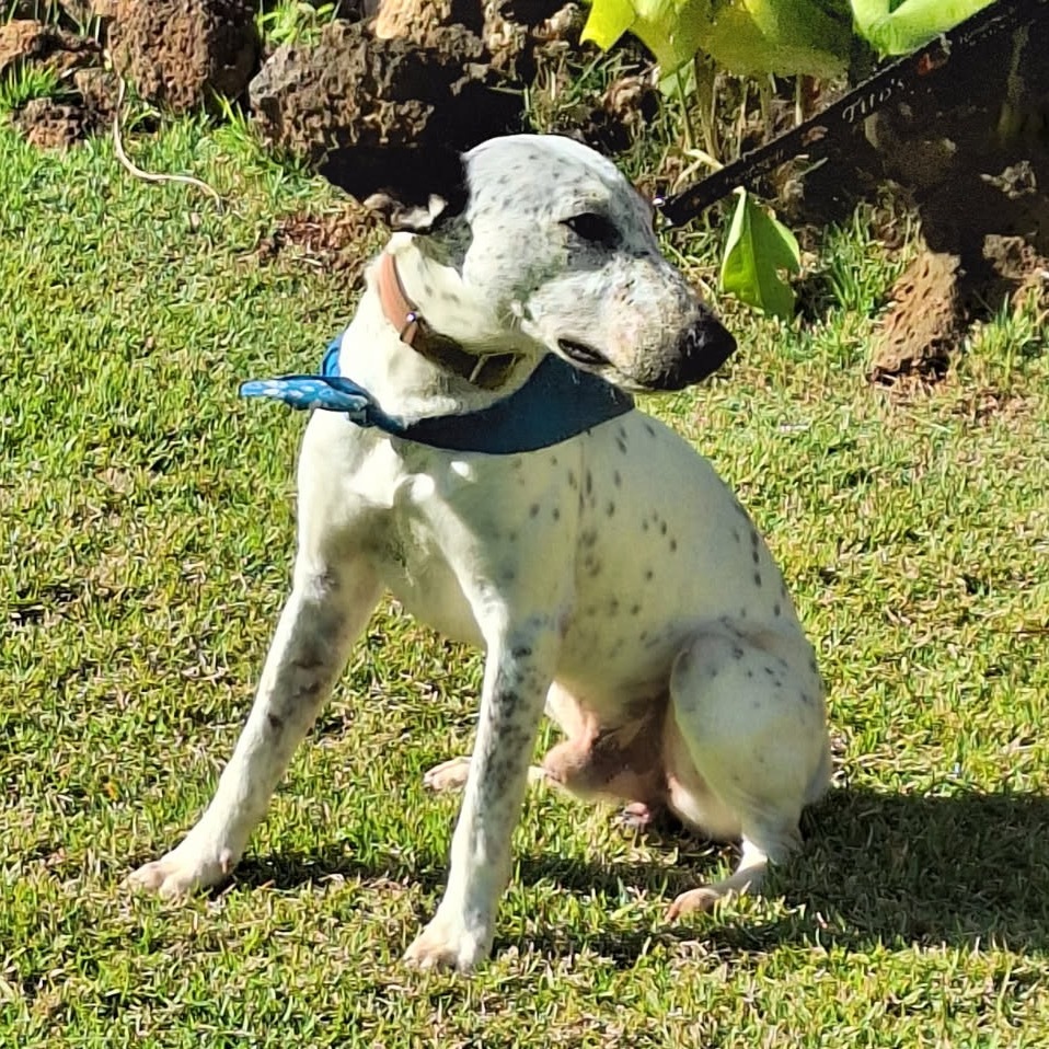 Peanut, an adoptable Catahoula Leopard Dog, Bull Terrier in Kilauea, HI, 96754 | Photo Image 6