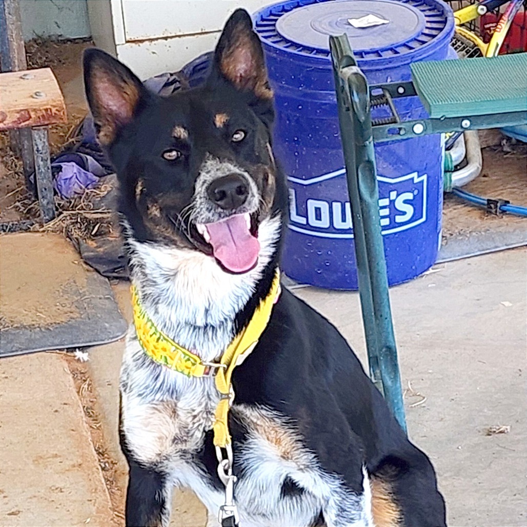 Diva, an adoptable Mixed Breed in Las Cruces, NM, 88012 | Photo Image 1