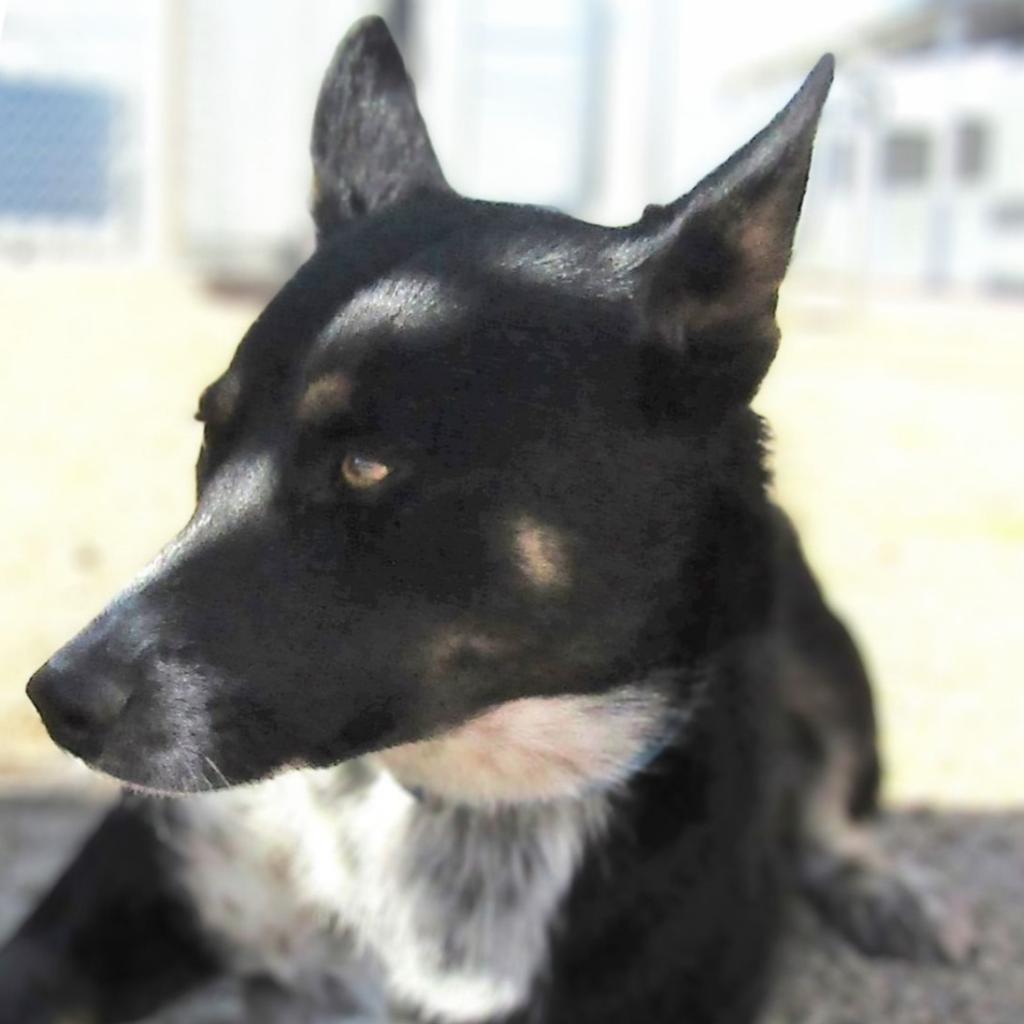 Diva, an adoptable Mixed Breed in Las Cruces, NM, 88012 | Photo Image 5