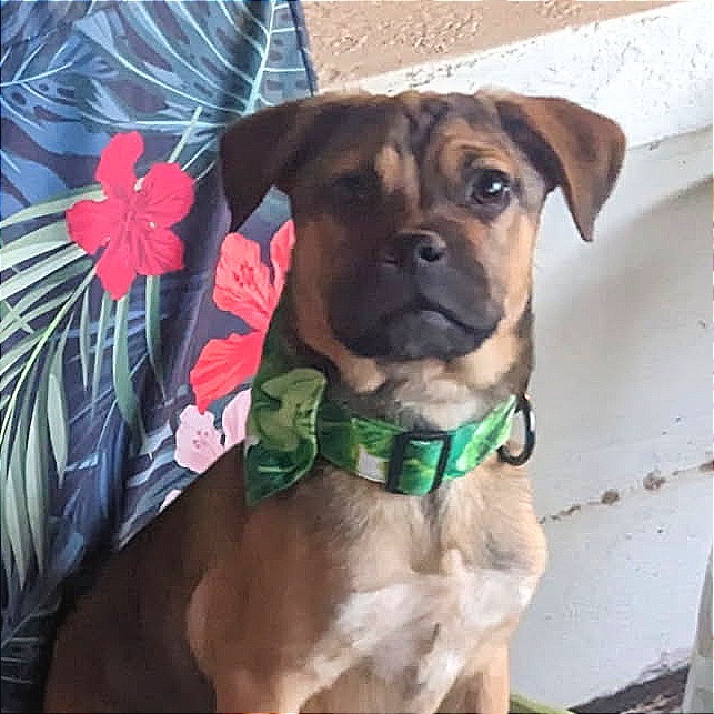 Castillo, an adoptable Mixed Breed in Las Cruces, NM, 88012 | Photo Image 1