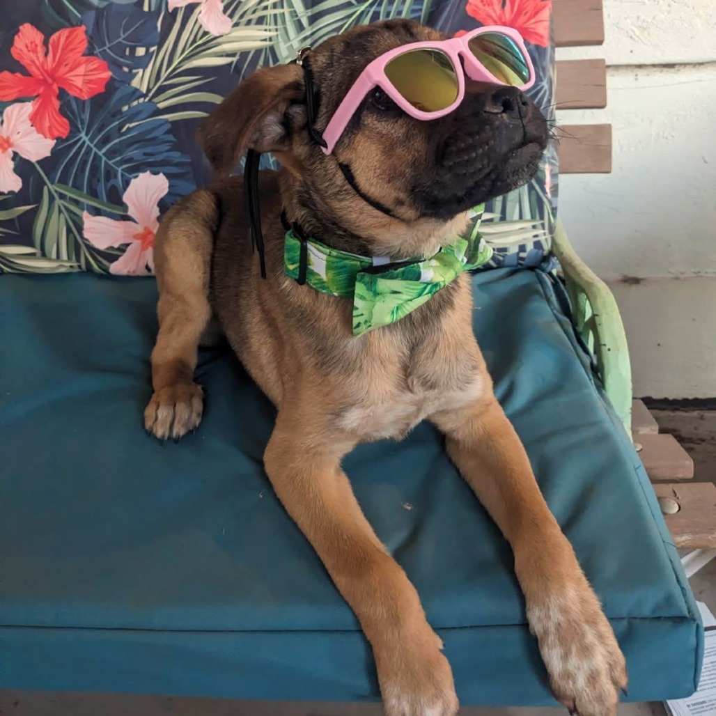 Castillo, an adoptable Mixed Breed in Las Cruces, NM, 88012 | Photo Image 2