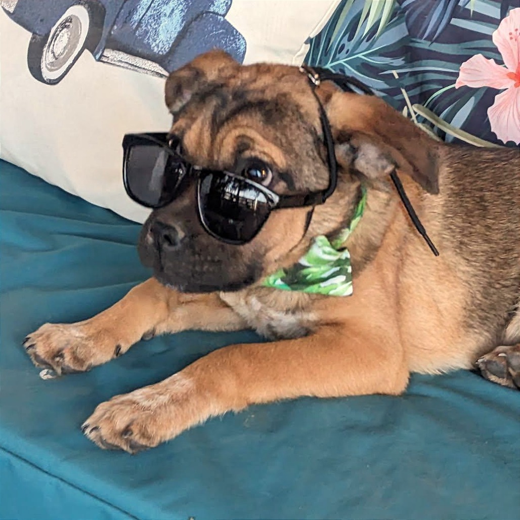 Castillo, an adoptable Mixed Breed in Las Cruces, NM, 88012 | Photo Image 3