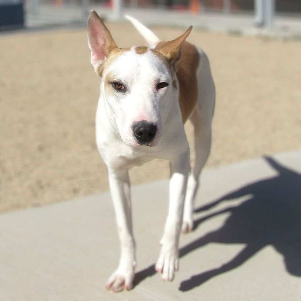 Spot, an adoptable Mixed Breed in Las Cruces, NM, 88012 | Photo Image 1
