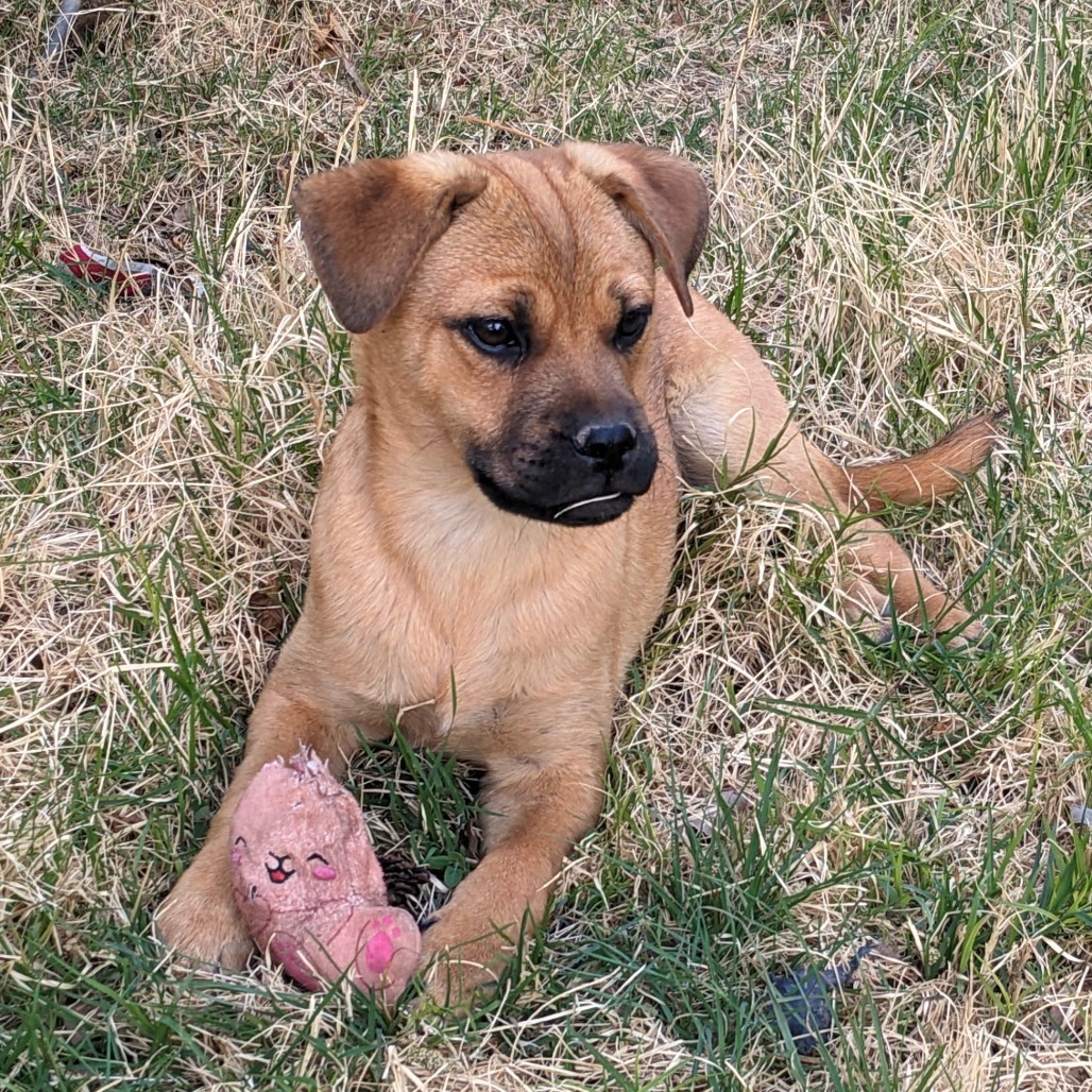 Crokett, an adoptable Mixed Breed in Las Cruces, NM, 88012 | Photo Image 1
