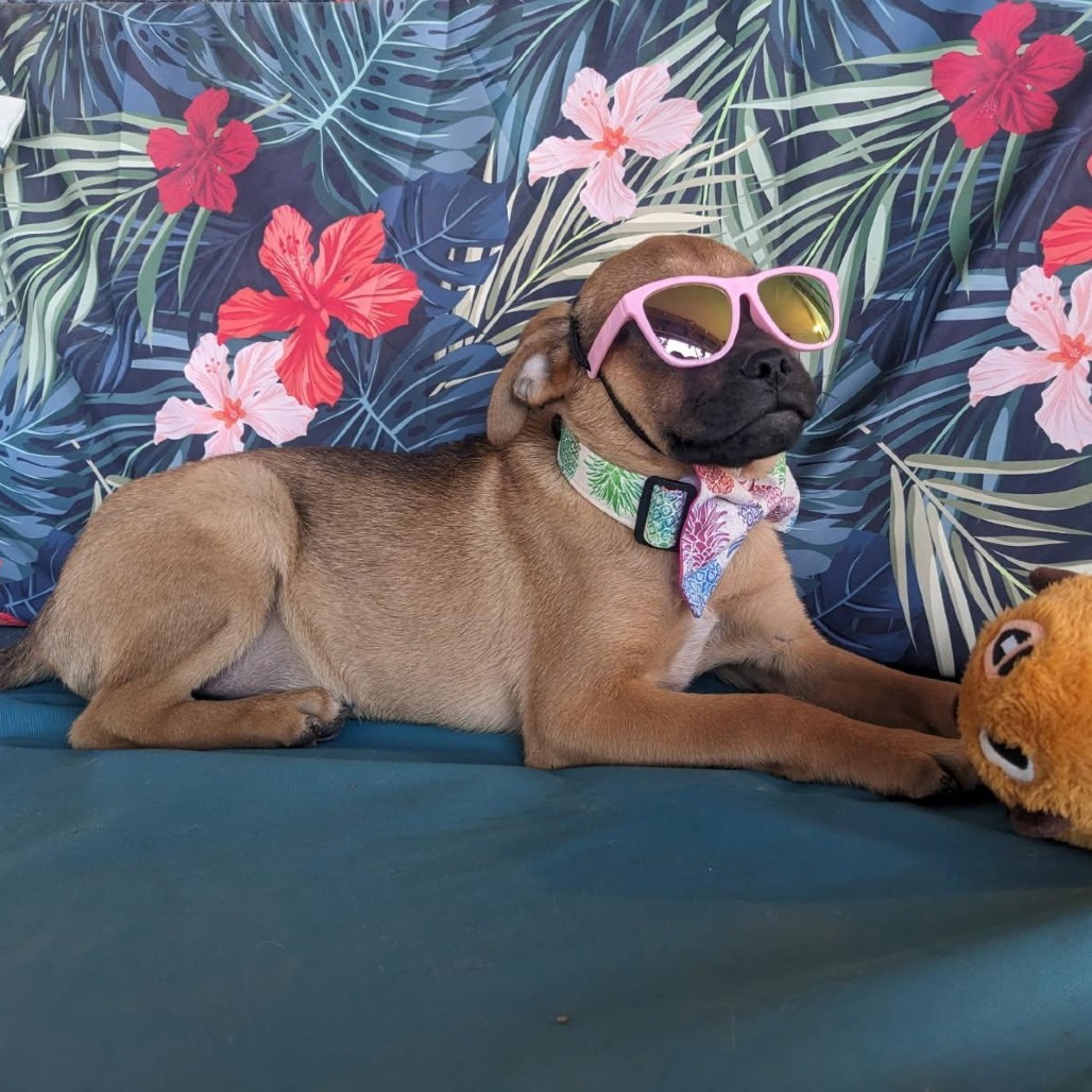 Crokett, an adoptable Mixed Breed in Las Cruces, NM, 88012 | Photo Image 3