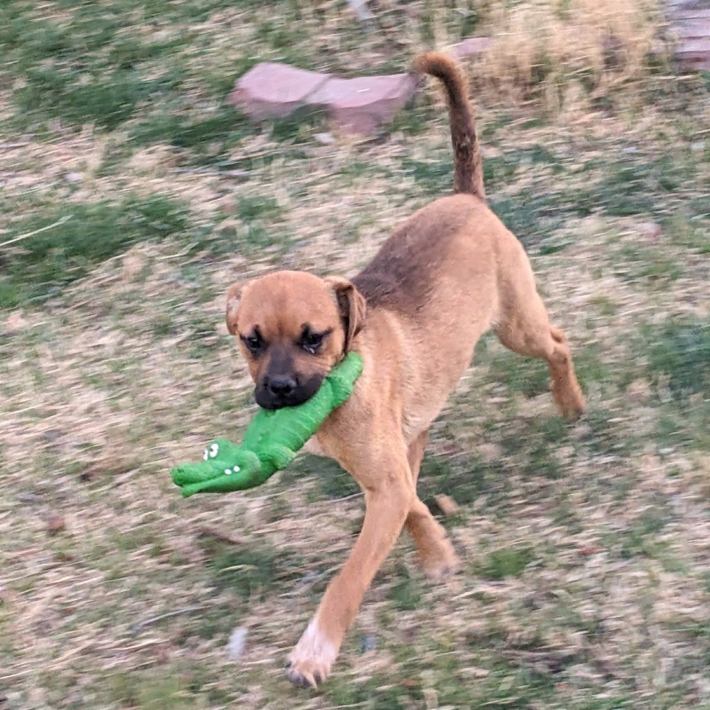 Tubbs, an adoptable Mixed Breed in Las Cruces, NM, 88012 | Photo Image 2