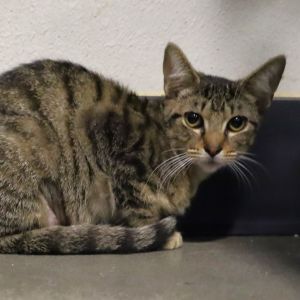 April, Young Female Domestic Short Hair