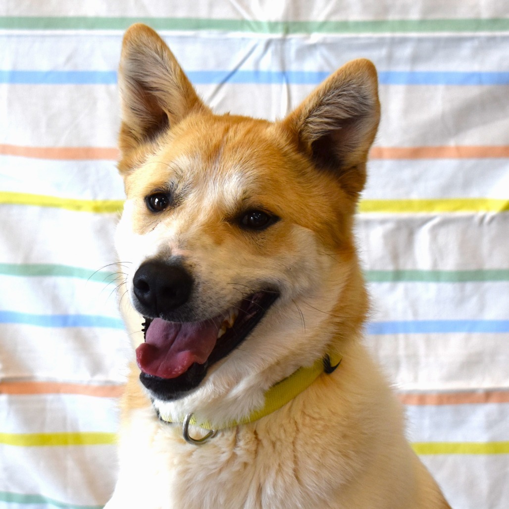 Tanner, an adoptable Akita, Husky in Rifle, CO, 81650 | Photo Image 1