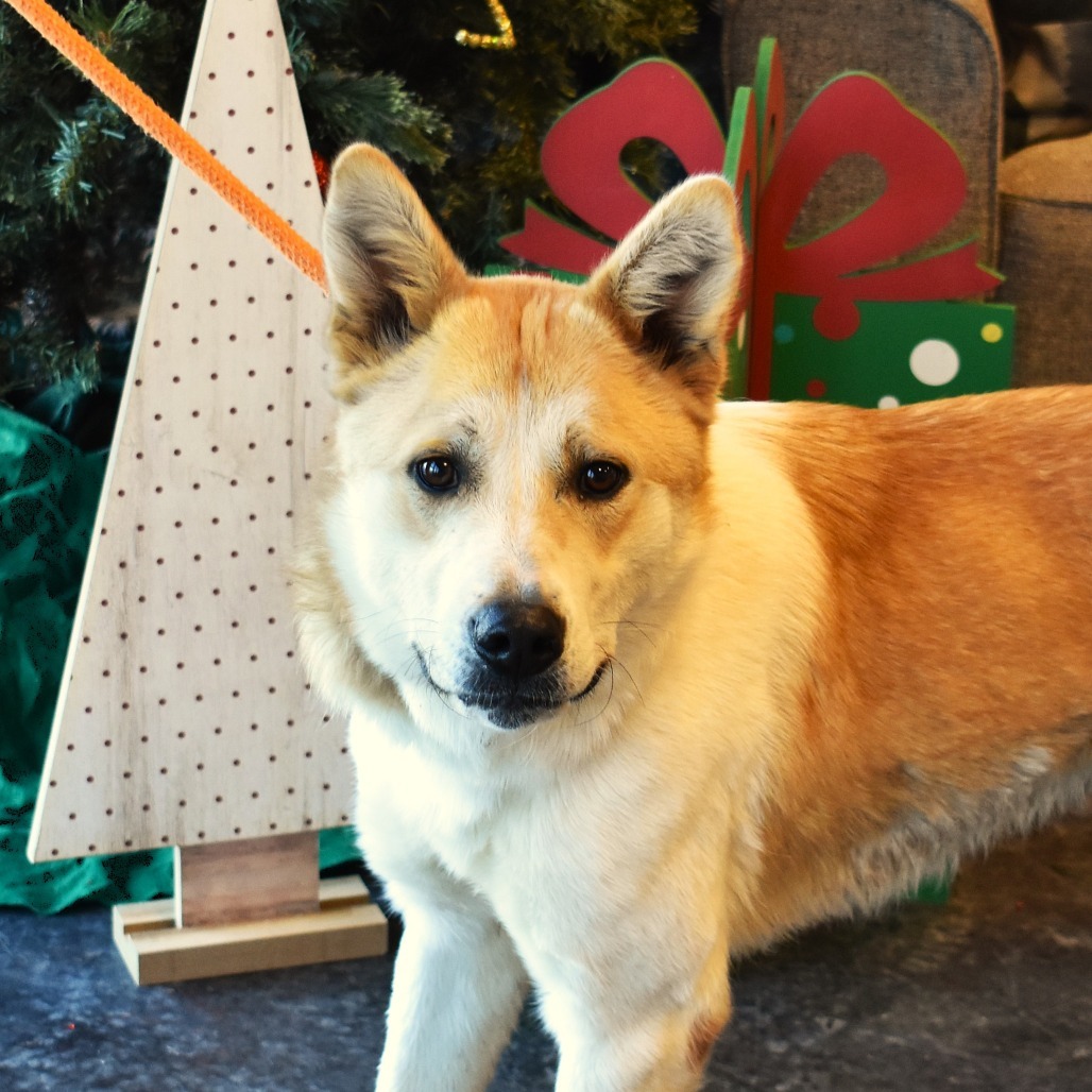 Tanner, an adoptable Akita, Husky in Rifle, CO, 81650 | Photo Image 4