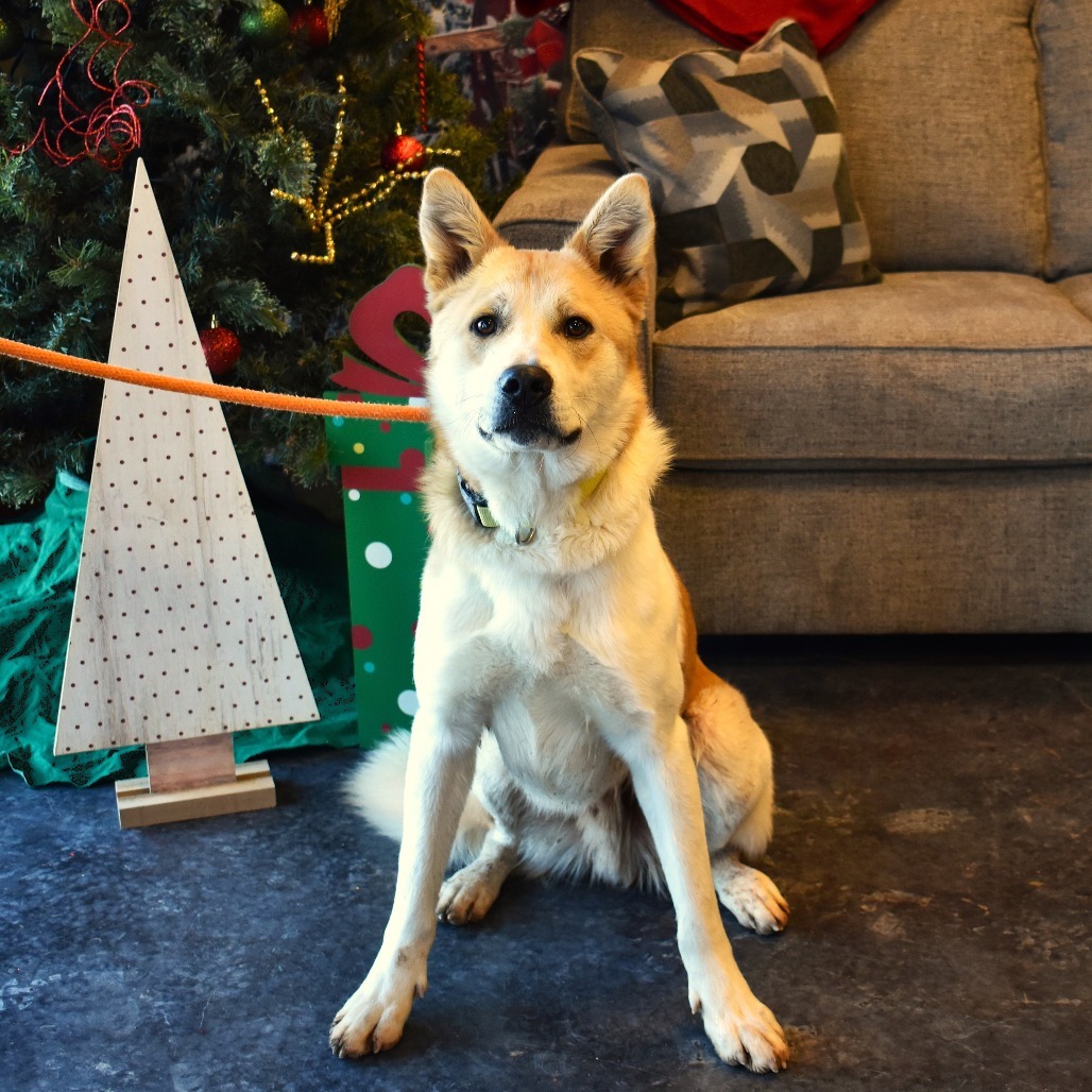 Tanner, an adoptable Akita, Husky in Rifle, CO, 81650 | Photo Image 5