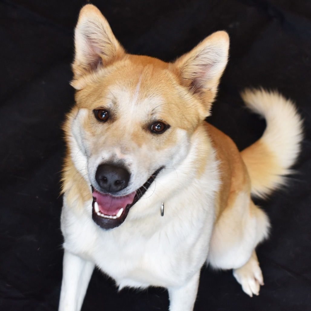 Tanner, an adoptable Akita, Husky in Rifle, CO, 81650 | Photo Image 6