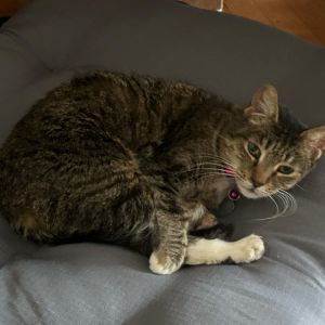 Tabitha, Young Female Domestic Short Hair