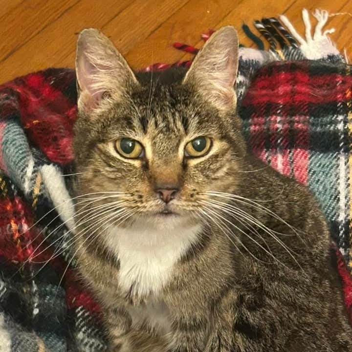 Tabitha