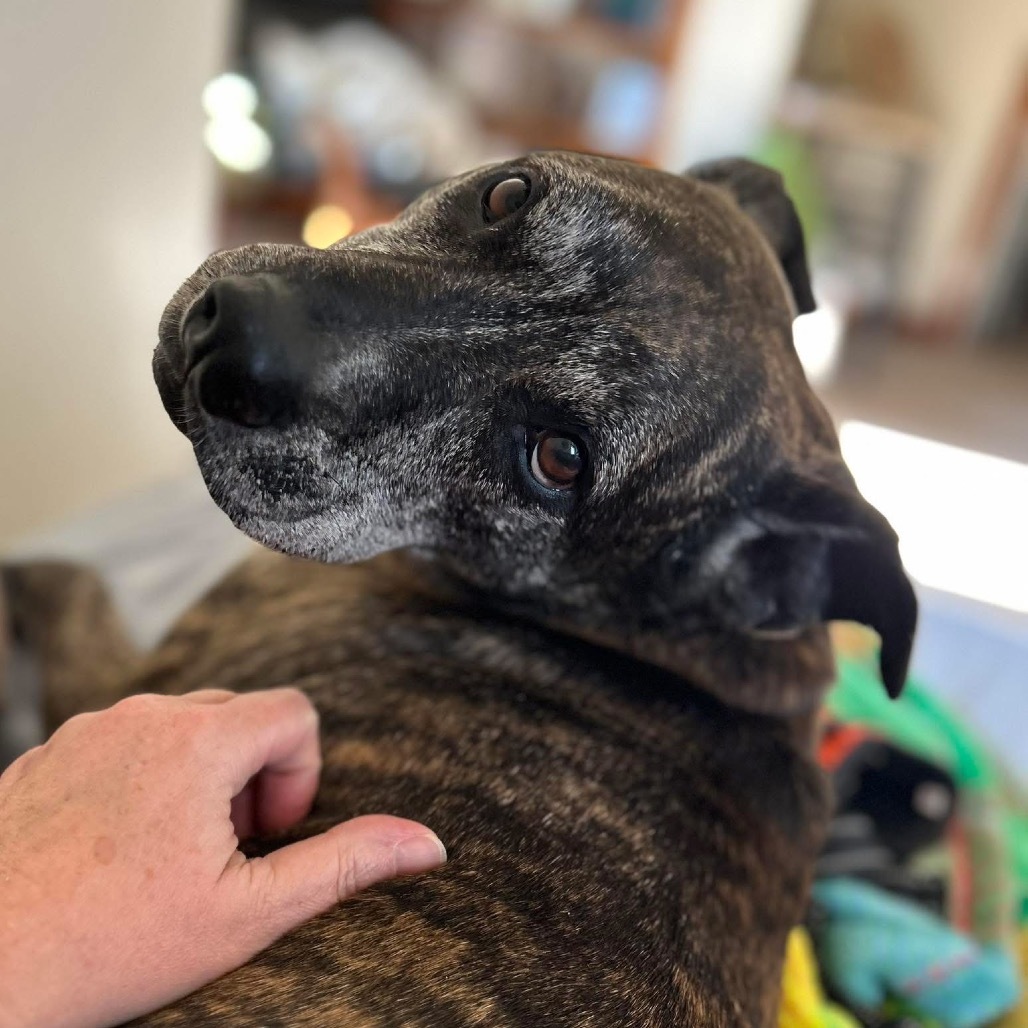 Hilda, an adoptable Pit Bull Terrier in Brainerd, MN, 56401 | Photo Image 1