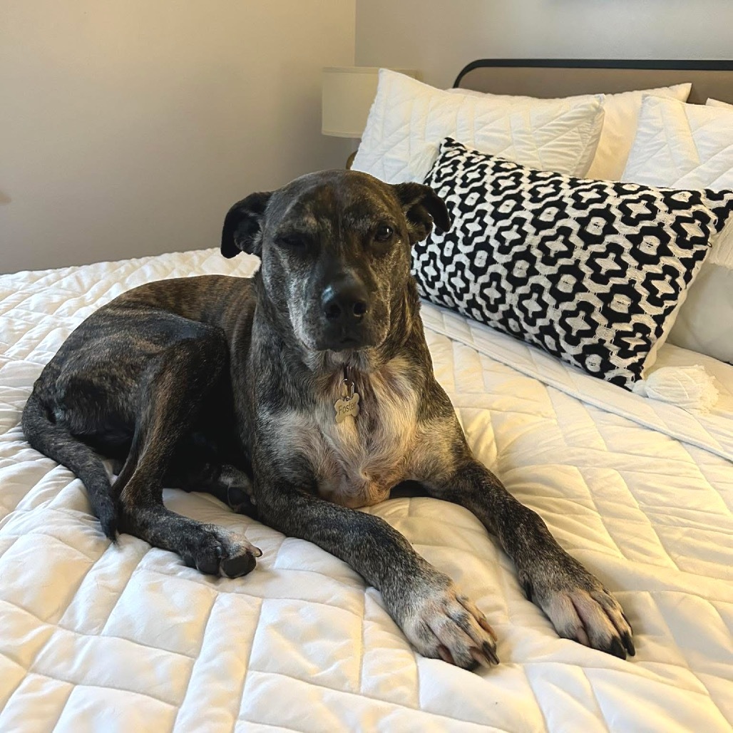 Hilda, an adoptable Pit Bull Terrier in Brainerd, MN, 56401 | Photo Image 1