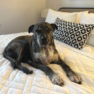 Hilda, Senior Female Pit Bull Terrier