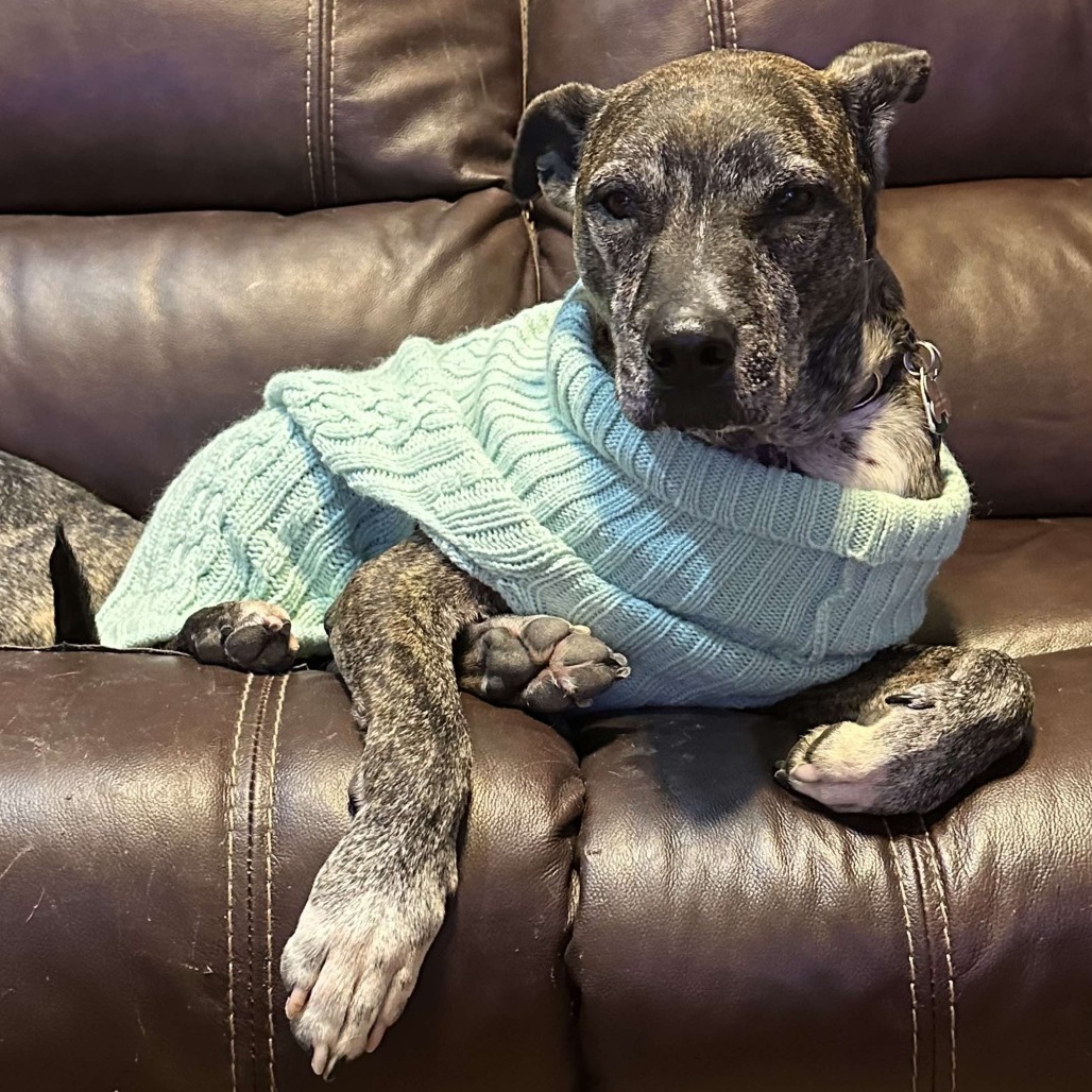 Hilda, an adoptable Pit Bull Terrier in Brainerd, MN, 56401 | Photo Image 2