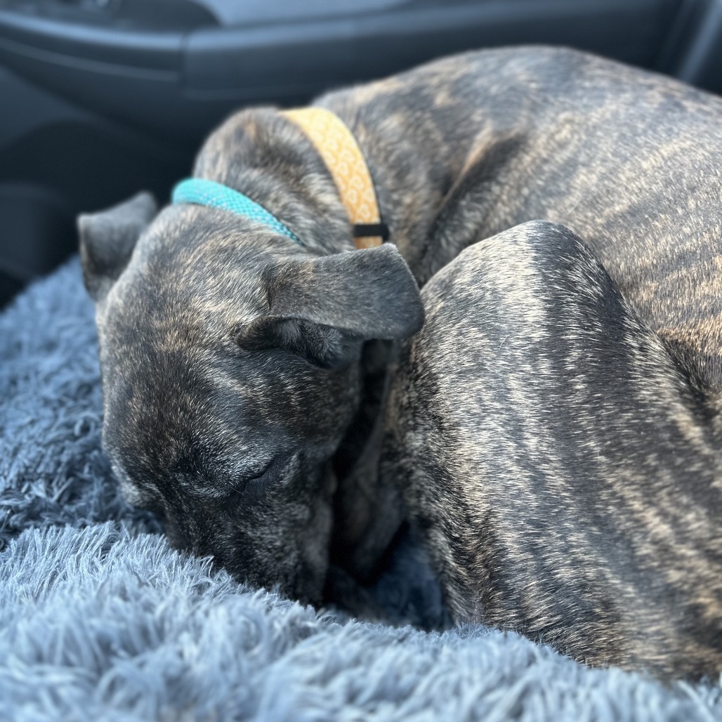 Hilda, an adoptable Pit Bull Terrier in Brainerd, MN, 56401 | Photo Image 3