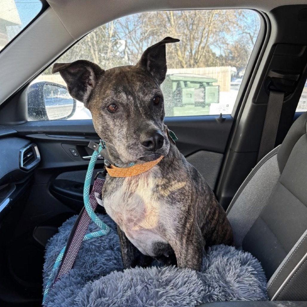 Hilda, an adoptable Pit Bull Terrier in Brainerd, MN, 56401 | Photo Image 4