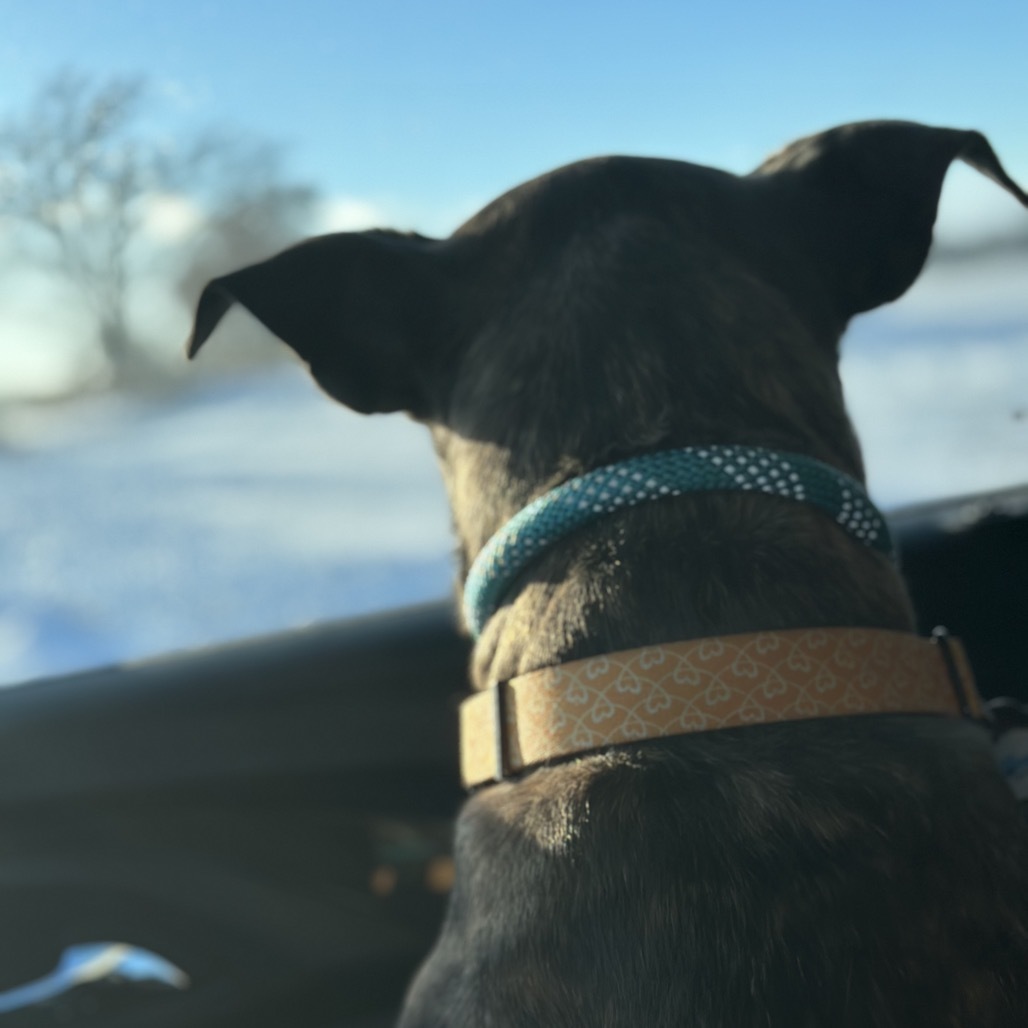 Hilda, an adoptable Pit Bull Terrier in Brainerd, MN, 56401 | Photo Image 5