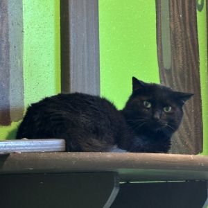 Turk, Adult Male Domestic Short Hair