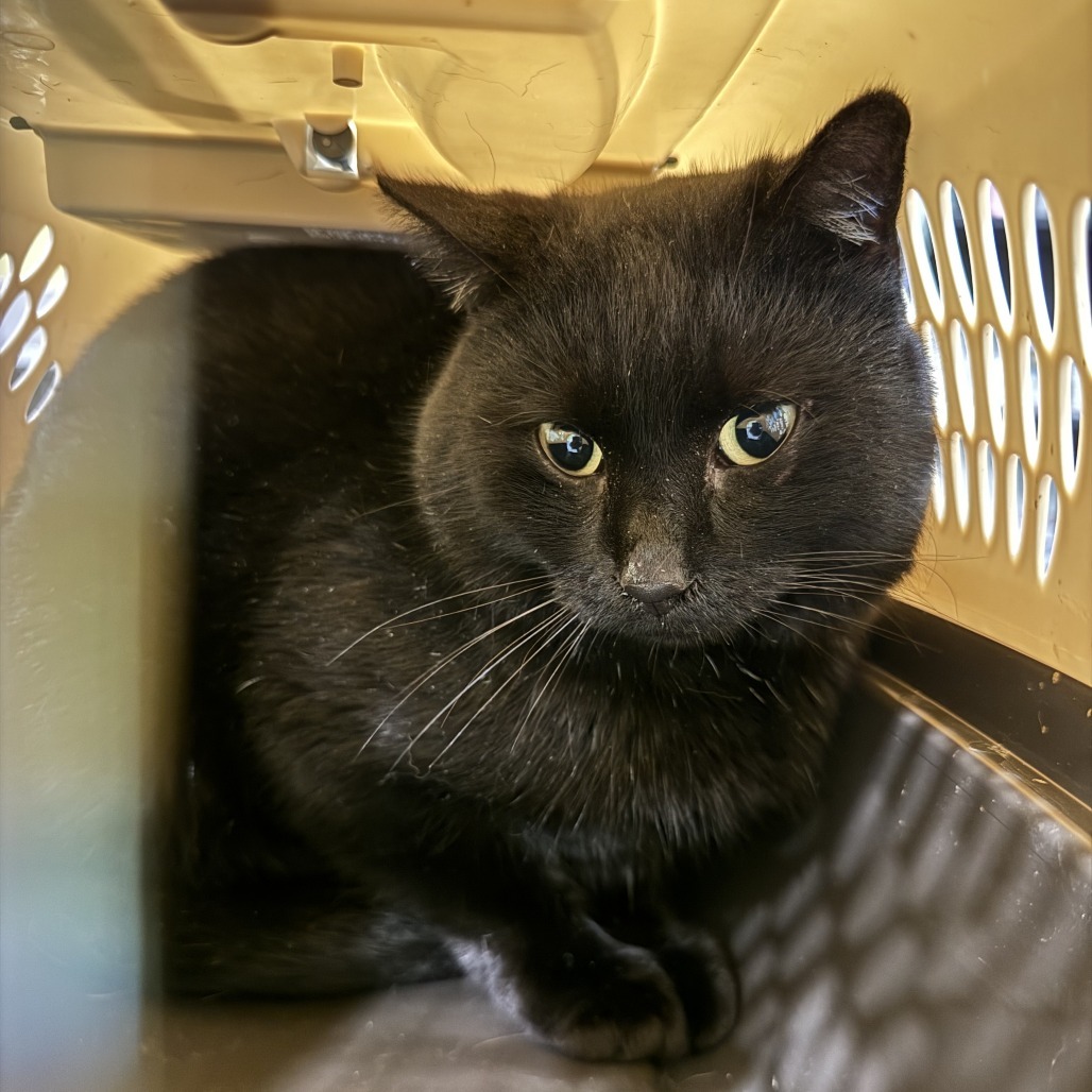 Turk, an adoptable Domestic Short Hair in West Des Moines, IA, 50265 | Photo Image 2