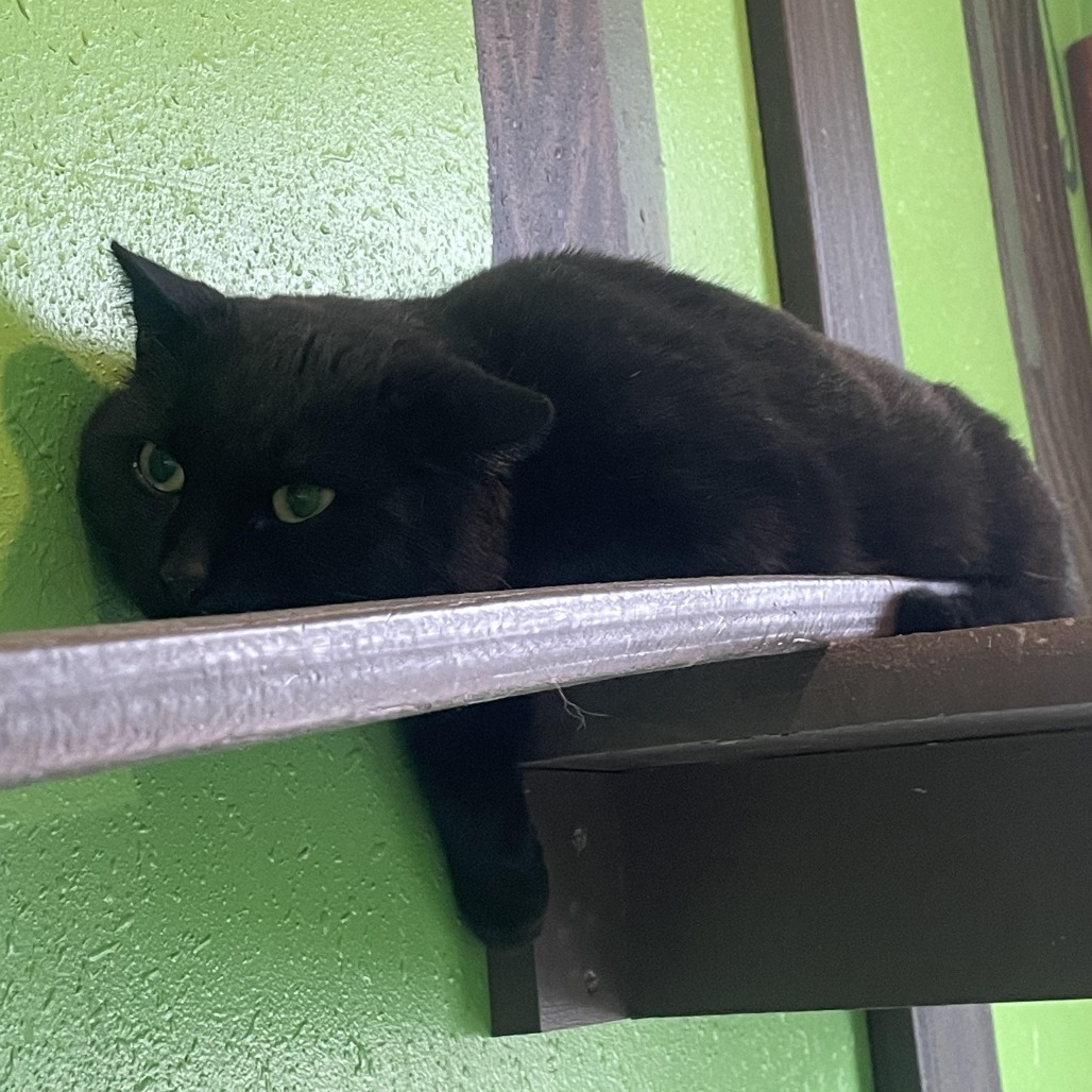 Turk, an adoptable Domestic Short Hair in West Des Moines, IA, 50265 | Photo Image 3