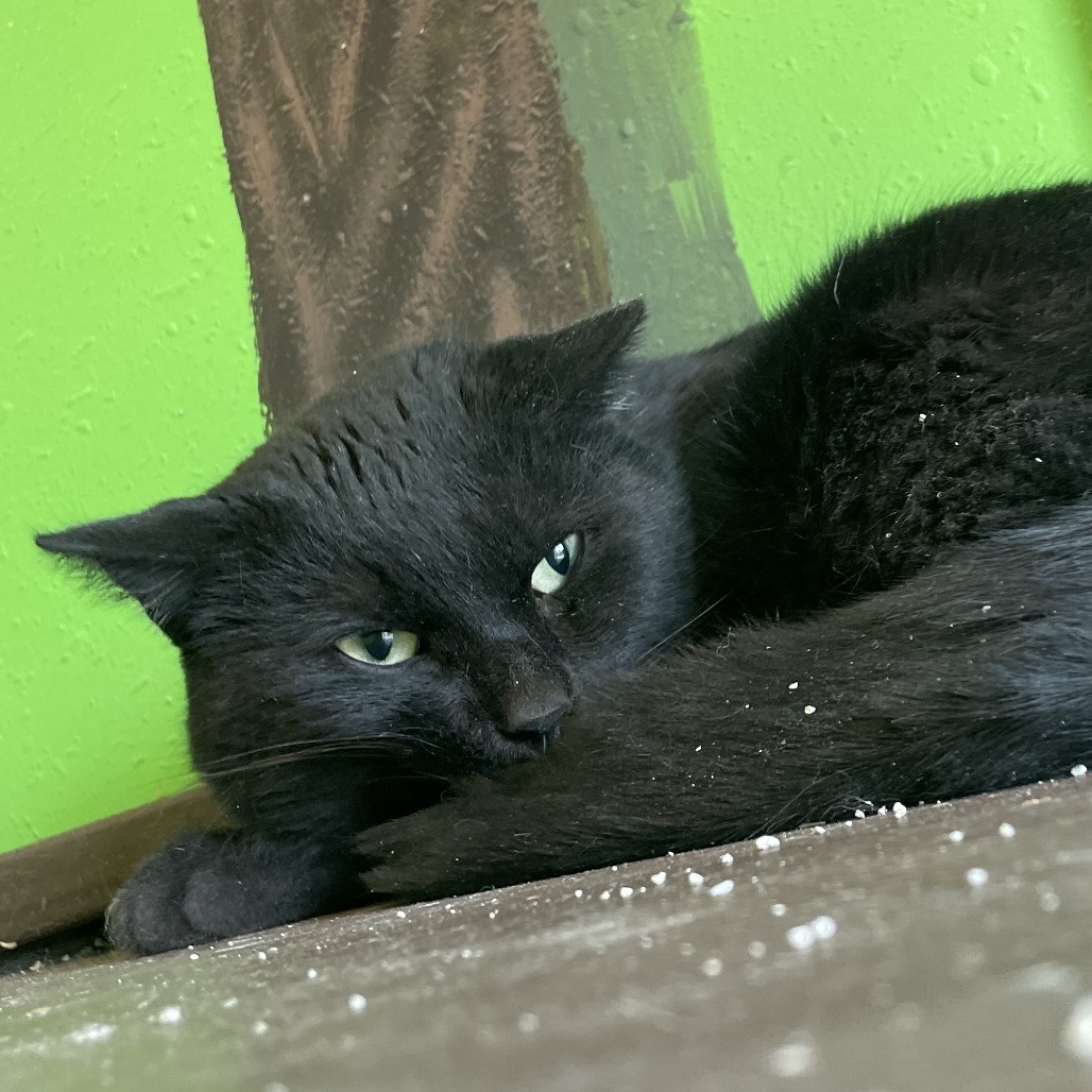 Turk, an adoptable Domestic Short Hair in West Des Moines, IA, 50265 | Photo Image 4