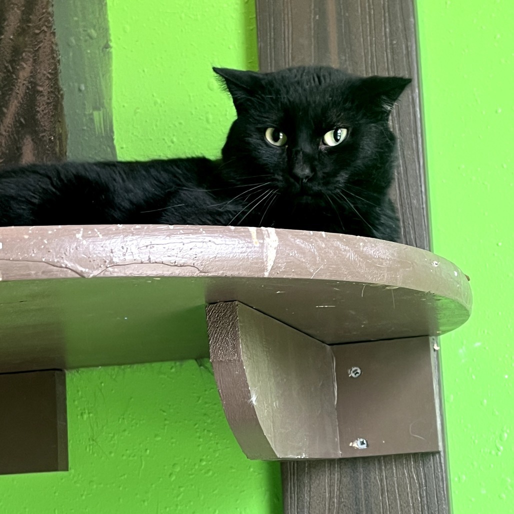 Turk, an adoptable Domestic Short Hair in West Des Moines, IA, 50265 | Photo Image 5